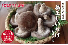 【先行販売/10月中旬～発送】福王しいたけ 中～大サイズ 約550g しいたけ 椎茸