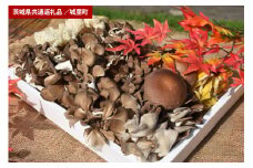 きのこの詰め合わせ　 Mサイズ（茨城県共通返礼品・城里町産）