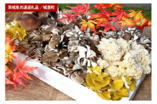 きのこの詰め合わせ 　Ｌサイズ（茨城県共通返礼品・城里町産）