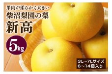 柴沼梨園の梨（新高） 梨 5kg 大玉 6～14個入り ナシ なし 国産 茨城 新高梨 秋 旬 フルーツ 果物 先行予約【9月下旬～10月上旬発送】秋の味覚 旬の果物 くだもの 大きい サイズ 品種 新高 産地 茨城県産 家庭用 梨園直送 茨城県 笠間市