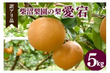 訳あり 柴沼梨園の梨（ 愛宕 ） 梨 5kg 大玉 5～10個入り 訳アリ 不揃い ナシ なし 国産 茨城 愛宕梨 秋 旬 フルーツ 果物 先行予約【11月上旬～11月下旬発送】秋の味覚 旬の果物 くだもの 大きい サイズ 品種 産地 茨城県産 家庭用 産地直送 茨城県 笠間市