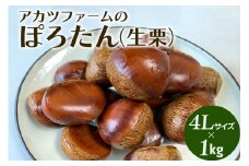 アカツファーム の ぽろたん（ 生栗 ） 超特大 4Lサイズ 1kg 栗 笠間 くり クリ 特大 大きい 大粒 国産 国産栗 和栗 甘栗 栗ご飯 栗きんとん 栗おこわ 甘露煮 マロン 秋 旬 おやつ スイーツ きんとん 保存料不使用 無添加 ギフト 茨城県 笠間市
