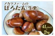 アカツファーム の ぽろたん（ 生栗 ） 超特大 4Lサイズ 2kg 栗 笠間 くり クリ 特大 大きい 大粒 国産 国産栗 和栗 甘栗 栗ご飯 栗きんとん 栗おこわ 甘露煮 マロン 秋 旬 おやつ スイーツ きんとん 保存料不使用 無添加 ギフト 茨城県 笠間市