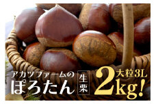 アカツファーム の ぽろたん（ 生栗 ） 特大 3Lサイズ 2kg 栗 笠間 くり クリ 大きい 大粒 茨城 国産 国産栗 和栗 甘栗 栗ご飯 栗きんとん 栗おこわ 甘露煮 マロン 秋 旬 おやつ スイーツ きんとん 冷蔵 保存料不使用 無添加 ギフト 茨城県 笠間市