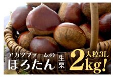 アカツファーム の ぽろたん（ 生栗 ） 特大 3Lサイズ 2kg 栗 笠間 くり クリ 大きい 大粒 茨城 国産 国産栗 和栗 甘栗 栗ご飯 栗きんとん 栗おこわ 甘露煮 マロン 秋 旬 おやつ スイーツ きんとん 冷蔵 保存料不使用 無添加 ギフト 茨城県 笠間市