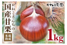 かねこ農園・氷蔵熟成「かねこさんちの国産甘栗」1kg 栗 クリ くり 生栗 茨城県 笠間市