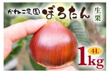 生栗 1kg 4Lサイズ 特大 栗 くり クリ ぽろたん かねこ農園の生栗 国産 国産栗 和栗 ギフト プレゼント 特大 大きい 秋 旬 おやつ 笠間 かさま 茨城県 いばらき