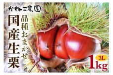 笠間の栗・かねこ農園の生栗　品種おまかせ1kg（3L） 栗 クリ くり 生栗 茨城県 笠間市