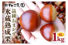 笠間の栗・かねこ農園の氷蔵熟成栗 品種おまかせ1kg（4L） 栗 クリ くり 生栗 茨城県 笠間市