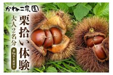 笠間の栗・かねこ農園の栗拾い体験　大人２名分（拾った栗1kgお土産付き）