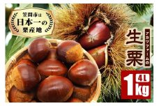 生栗 1kg 超特大 4Lサイズ 栗 くり 国産 国産栗 和栗 ギフト プレゼント 特大 大きい 大粒 秋 旬 おやつ スイーツ 果物 フルーツ 焼き栗 栗ご飯 栗きんとん 栗おこわ 栗 アカツファーム 生産量 日本一 笠間市 茨城県 いばらき