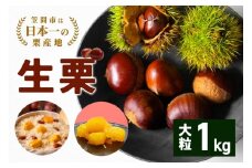 【2025年 秋 出荷】生栗 1kg×1袋 1kg 特大 サイズ 3L 以上 大粒 大きい 数量限定 くり クリ 笠間の栗 栗ごはん カサマロン 国産  先行予約 モンブラン 栗きんとん 冷蔵 笠間市