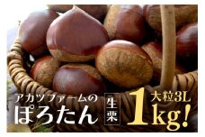 生栗 1kg 特大 3Lサイズ以上 栗 くり ぽろたん 国産 国産栗 和栗 ギフト プレゼント 特大 大きい 大粒 秋 旬 おやつ スイーツ 果物 フルーツ 焼き栗 栗ご飯 栗きんとん 栗おこわ アカツファーム 笠間 栗生産量 日本一 いばらき