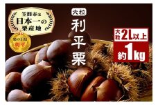 生栗 1kg 利平 栗 くり 国産  2L サイズ 以上 大きい 大粒 取り寄せ 笠間 茨城 和栗 甘栗 低温熟成 ギフト プレゼント 秋 旬 おやつ スイーツ 果物 フルーツ  栗ご飯 栗きんとん 栗おこわ 冷蔵 栗生産量 日本一 いばらき 
