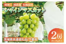 【先行予約】シャインマスカット2房（約1.5kg以上）【茨城県共通返礼品：下妻市】│ フルーツ 果物 ぶどう 種なし 大粒 数量限定 茨城県（BJ001）