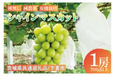 【先行予約】シャインマスカット1房（700g以上）【茨城県共通返礼品：下妻市】│ フルーツ 果物 ぶどう 種なし 大粒 数量限定 茨城県（BJ002）