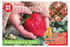 【先行予約】【2026年2月より順次発送】いちご やよいひめ3L 4パック【茨城県共通返礼品／石岡市】│ フルーツ 果物 数量限定 茨城県（BK002）