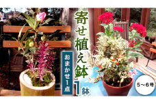 【 確実園 オリジナル 】寄せ植え（おまかせ1点） ガーデニング 花 はな フラワー 鉢 鉢植え