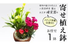 【 確実園 オリジナル 】寄せ植え（おまかせ1点） ガーデニング 花 はな フラワー 鉢 鉢植え