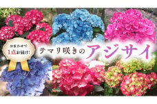 ≪先行予約≫ アジサイ テマリ咲き【 おまかせ 1点 】【2026年4月上旬頃より発送開始】植物 花 インテリア フラワー 紫陽花 お花 園芸 初夏 贈り物 ギフト ガーデニング