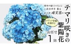 ≪先行予約≫ アジサイ テマリ咲き【 おまかせ 1点 】【2026年4月上旬頃より発送開始】植物 花 インテリア フラワー 紫陽花 お花 園芸 初夏 贈り物 ギフト ガーデニング