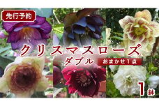 《 先行予約 》 【 確実園 オリジナル 】 クリスマスローズ ダブル（ おまかせ 1点 ） ガーデニング 花 はな フラワー 鉢 鉢植え