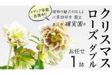 《 先行予約 》 【 確実園 オリジナル 】 クリスマスローズ ダブル（ おまかせ 1点 ） ガーデニング 花 はな フラワー 鉢 鉢植え