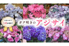 ≪先行予約≫アジサイ ガク咲き 【 おまかせ 1点 】【2026年4月上旬頃より発送開始】 植物 花 インテリア フラワー 紫陽花 お花 園芸 初夏 梅雨 ガーデニング