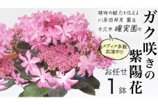 ≪先行予約≫アジサイ ガク咲き 【 おまかせ 1点 】【2026年4月上旬頃より発送開始】 植物 花 インテリア フラワー 紫陽花 お花 園芸 初夏 梅雨 ガーデニング