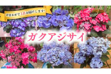 ≪先行予約≫ガク アジサイ 【 おまかせ 1点 】【2026年4月上旬頃より発送開始】 植物 花 インテリア フラワー 紫陽花 お花 園芸 初夏 梅雨 ガーデニング