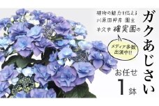 ≪先行予約≫ガク アジサイ 【 おまかせ 1点 】【2026年4月上旬頃より発送開始】 植物 花 インテリア フラワー 紫陽花 お花 園芸 初夏 梅雨 ガーデニング