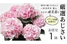 ≪先行予約≫アジサイ 【 おまかせ 1点 】【2026年4月上旬頃より発送開始】 植物 花 インテリア フラワー 紫陽花 お花 園芸 初夏 梅雨 ガーデニング