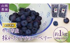 採れたて ブルーベリー 1kg【 2024年 6月発送 】 ベリー 甘い 甘酸っぱい 完熟 新鮮 おいしい 美味しい フルーツ 果物 くだもの おやつ お取り寄せ 国産 茨城 農園 産地直送