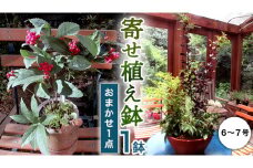 【 確実園 オリジナル 】 寄せ植え DX （おまかせ1点） ガーデニング 花 はな フラワー 鉢 鉢植え
