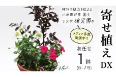 【 確実園 オリジナル 】 寄せ植え DX （おまかせ1点） ガーデニング 花 はな フラワー 鉢 鉢植え