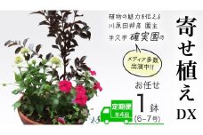 《 3ヶ月に1回お届け！年4回 定期便 》【 確実園 オリジナル 】 寄せ植え DX（おまかせ1点） ガーデニング 花 はな フラワー 鉢 鉢植え
