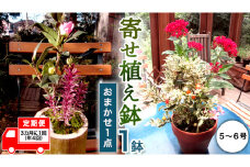《 3ヶ月に1回お届け！年4回 定期便 》【 確実園 オリジナル 】 寄せ植え （おまかせ1点） ガーデニング 花 はな フラワー 鉢 鉢植え