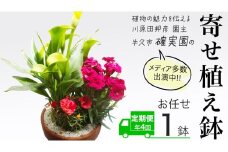 《 3ヶ月に1回お届け！年4回 定期便 》【 確実園 オリジナル 】 寄せ植え （おまかせ1点） ガーデニング 花 はな フラワー 鉢 鉢植え