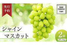 《 先行予約 》シャインマスカット 2房 (約 1.5kg ) 贈答用 ( 共通返礼品：下妻市 ) フルーツ 果物 マスカット ぶどう 葡萄 ブドウ 旬 国産 産地直送 化粧箱 ギフト 【石﨑ぶどう園】2025年8月下旬頃から発送予定