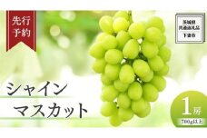 《 先行予約 》 シャインマスカット 1房 ( 700g 以上)( 共通返礼品：下妻市 ) フルーツ 果物 マスカット ぶどう 葡萄 ブドウ 旬 国産 産地直送 化粧箱 ギフト 【石﨑ぶどう園】 2025年8月下旬頃から発送予定