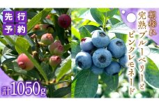 ≪先行予約≫【 数量限定 】 朝採れ 完熟 ブルーベリー 700g と ピンクレモネード 350g の 詰合せ セット 食べ比べ (1パックあたり 350g ) 【 2025年 6月上旬頃より発送開始 】 数量限定 冷蔵 ベリー 甘い 甘酸っぱい 完熟 新鮮 フルーツ 果物 くだもの 贈り物 贈答 ギフト 国産 茨城 農園 産地直送