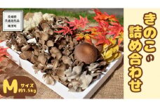 きのこ の 詰め合わせ Mサイズ ( 約1.5kg ) （茨城県共通返礼品：城里町） キノコ セット 野菜 低カロリー ダイエット デトックス バラエティ セット 新鮮