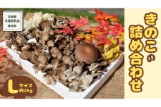 きのこ の 詰め合わせ Lサイズ( 約2kg ) （茨城県共通返礼品：城里町） キノコ セット 野菜 低カロリー ダイエット デトックス バラエティ セット 新鮮