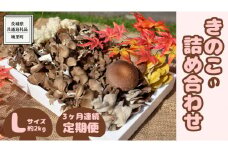 【 3ヶ月連続定期便 】きのこ の 詰め合わせ Lサイズ ( 約2kg ) （茨城県共通返礼品：城里町） キノコ セット 野菜 低カロリー ダイエット デトックス バラエティ セット 新鮮