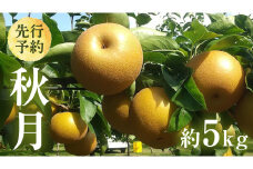 【 2025年9月上旬発送開始 】 茨城県産 梨 秋月 （約 5kg ） 10～16玉  フルーツ 果物 なし ナシ 旬 新鮮 期間限定 甘い 国産 先行予約