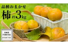 ≪先行予約≫品種おまかせ 柿 約 3kg（ 茨城県共通返礼品：かすみがうら市 ） 【 2025年 10月発送 】 フルーツ かき カキ 果物 旬 新鮮 期間限定 甘い 国産