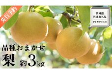 《 先行予約 》 品種おまかせ 梨 約 3kg（ 茨城県共通返礼品： かすみがうら市 ）【 2025年 9月発送 】 フルーツ 果物 なし ナシ 旬 新鮮 旬 期間限定 甘い 国産
