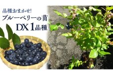 ブルーベリー の 苗 DX 1品種 （品種おまかせ） ラビットアイ系 ハイブッシュ系サザン サザンハイブッシュ系 苗 庭木 果樹 ガーデニング