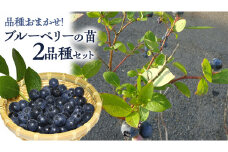 ブルーベリー の 苗 2品種セット （品種おまかせ） ラビットアイ系 ハイブッシュ系サザン サザンハイブッシュ系 苗 庭木 果樹 ガーデニング