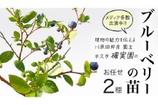 ブルーベリー の 苗 2品種セット （品種おまかせ） ラビットアイ系 ハイブッシュ系サザン サザンハイブッシュ系 苗 庭木 果樹 ガーデニング